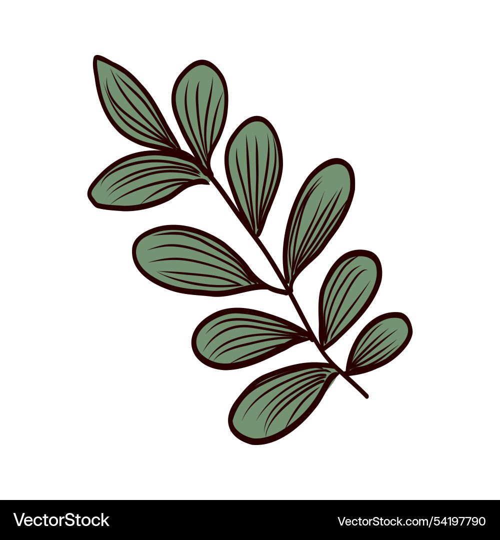 Coffee twig with leaves in flat design abstract Vector Image