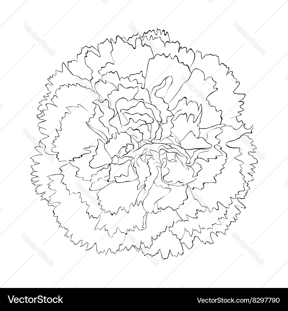 Elegant Black and White Carnation – Royalty-Free Vector | VectorStock, image size:1000x1080