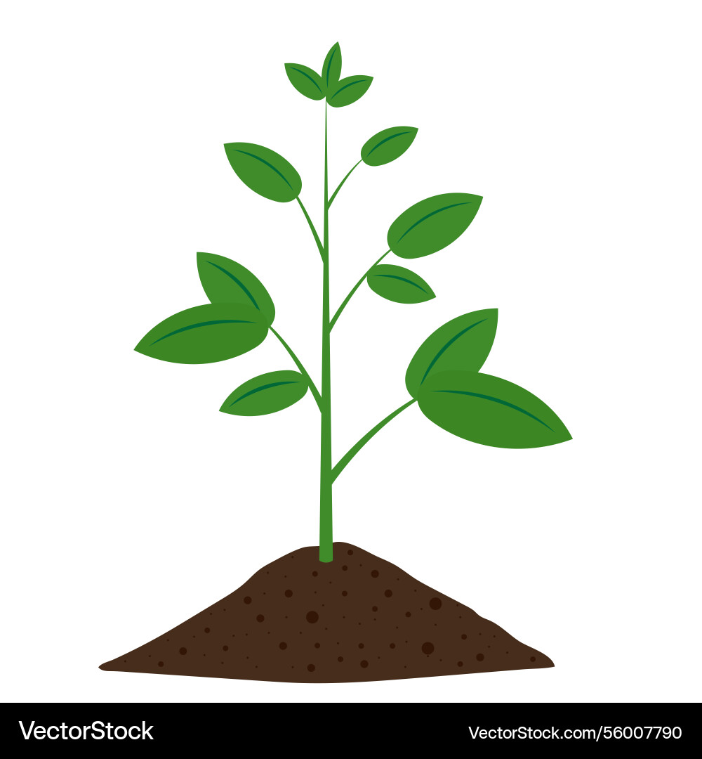 Green plant tree growing planting Royalty Free Vector Image