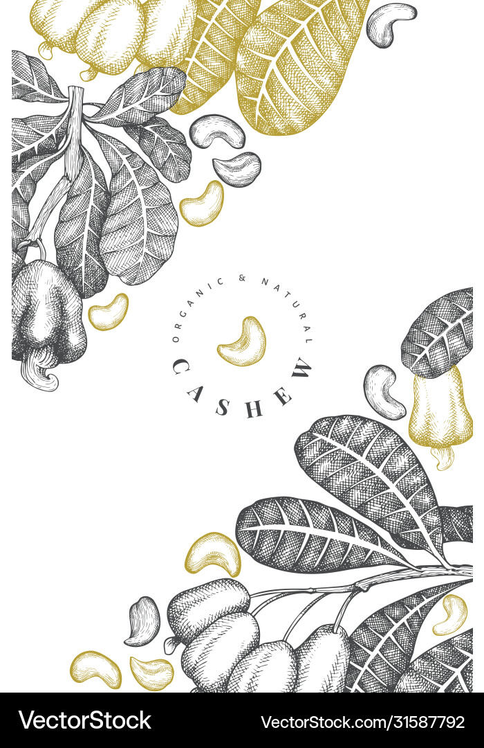 Hand drawn sketch cashew design template organic Hand drawn sketch cashew design template organic vector image