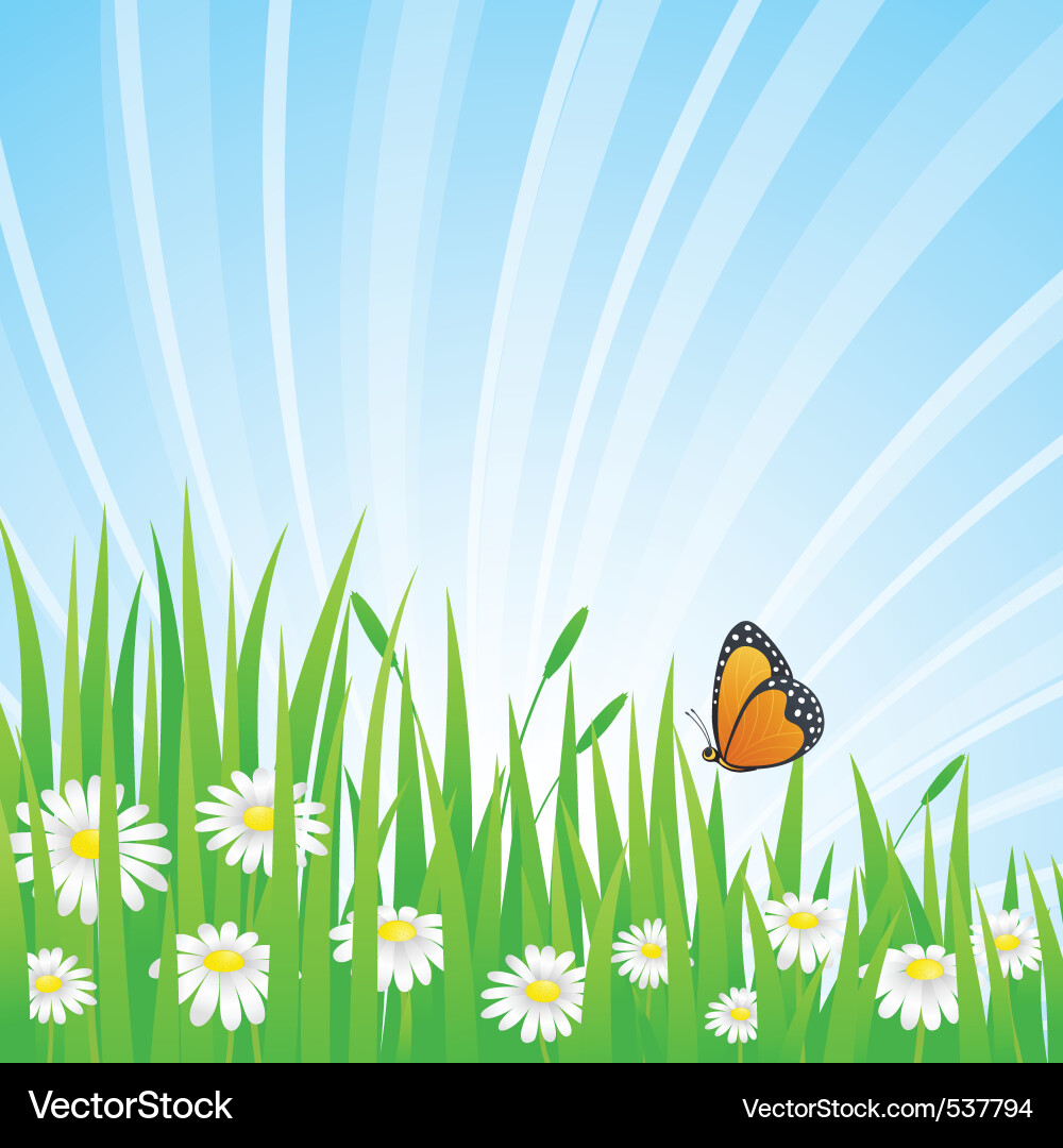 Summer Meadow with Daisies and Butterfly Vector Image