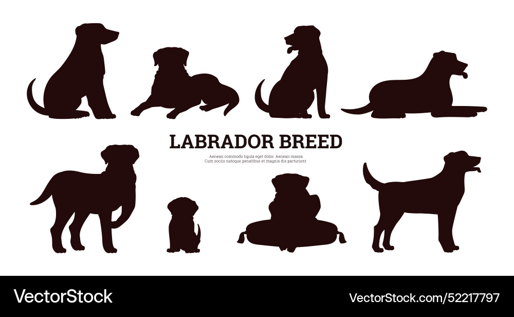 Set of black silhouettes labrador dogs Set of black silhouettes labrador dogs vector image
