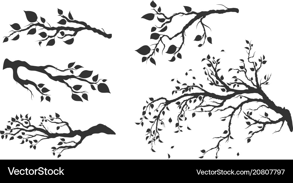 Tree branches with leaves isolated Vector Image