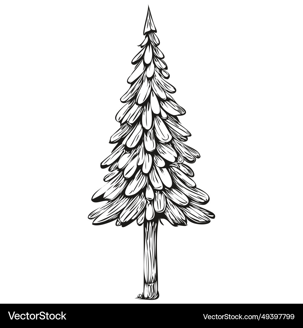 Weihnachtsbaum Skizze für Grußkarte Jahrgang Weihnachtsbaum Skizze für Grußkarte Jahrgang vektorbild
