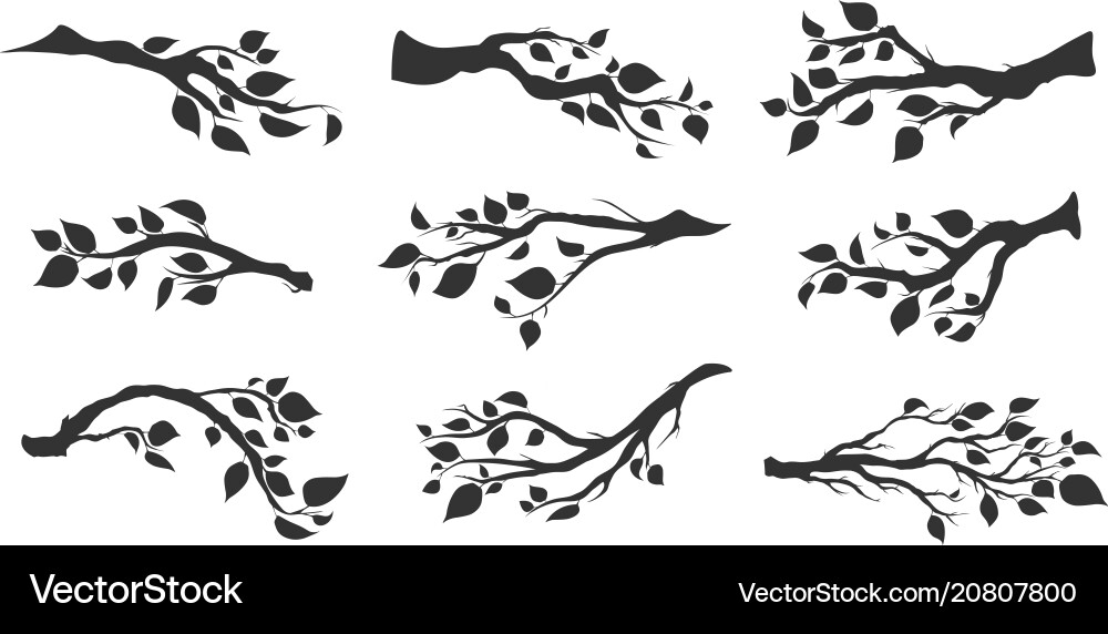 Isolated Tree Branches with Leaves Vector Image