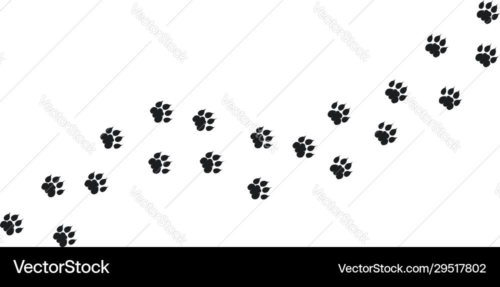Tiger walking foot print designs lion Tiger walking foot print designs lion vector image