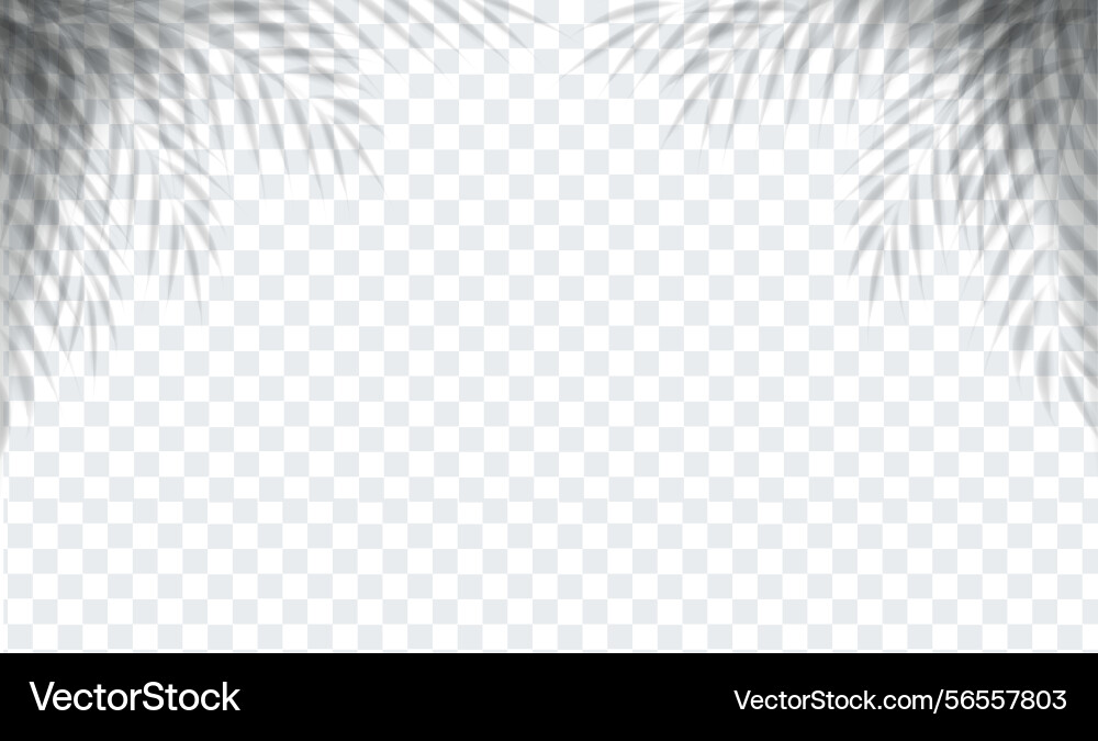 Palm branch overlay with isolated transparent vector image