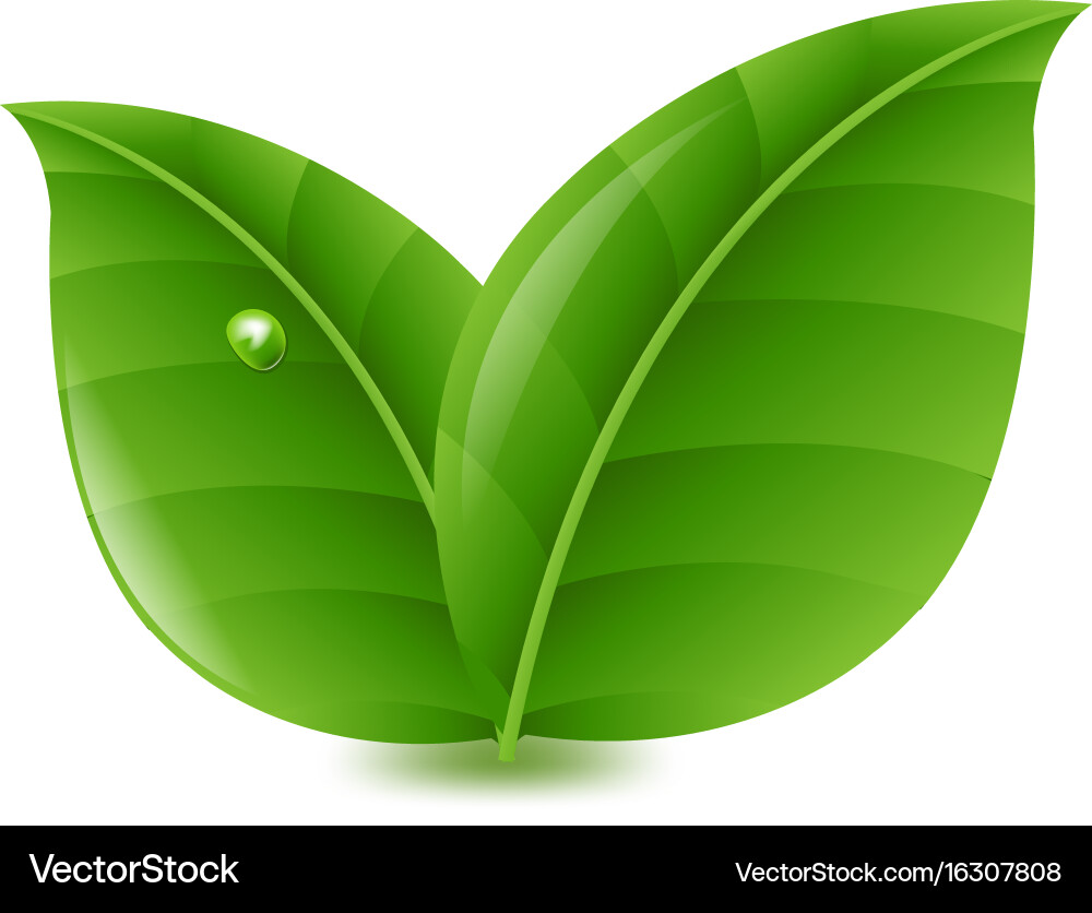 Green leaves Royalty Free Vector Image - VectorStock