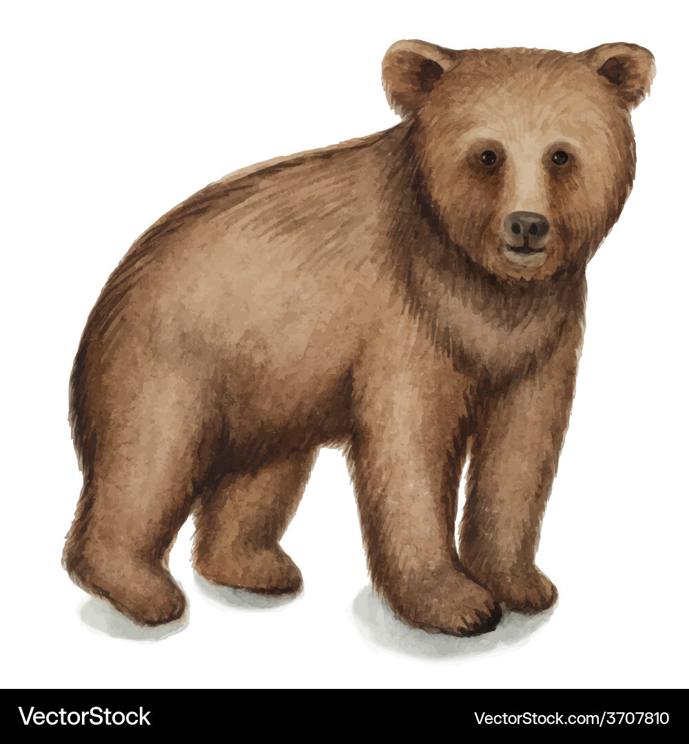 Brown bear Royalty Free Vector Image - VectorStock