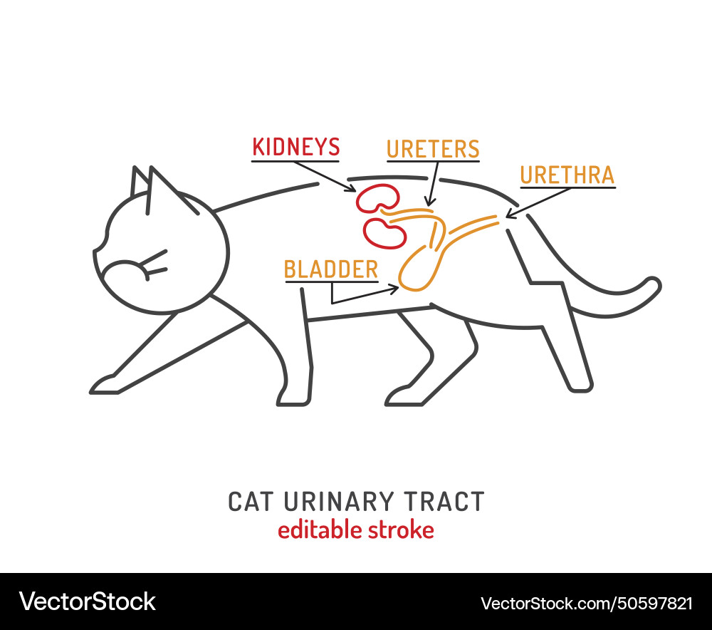 gabapentin for uti in cats