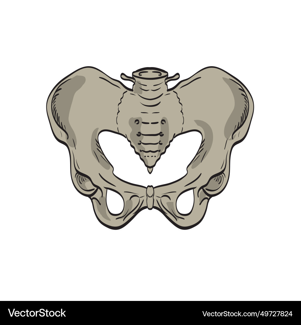Sacroiliac Gelenke verbinden das Becken und niedriger Sacroiliac Gelenke verbinden das Becken und niedriger vektorbild
