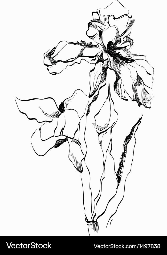 Iris flower Royalty Free Vector Image - VectorStock