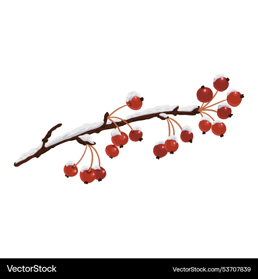 Tree branch with berries in winter Tree branch with berries in winter Vector Image