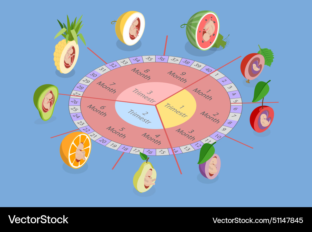 3d isometric flat of embryo Royalty Free Vector Image