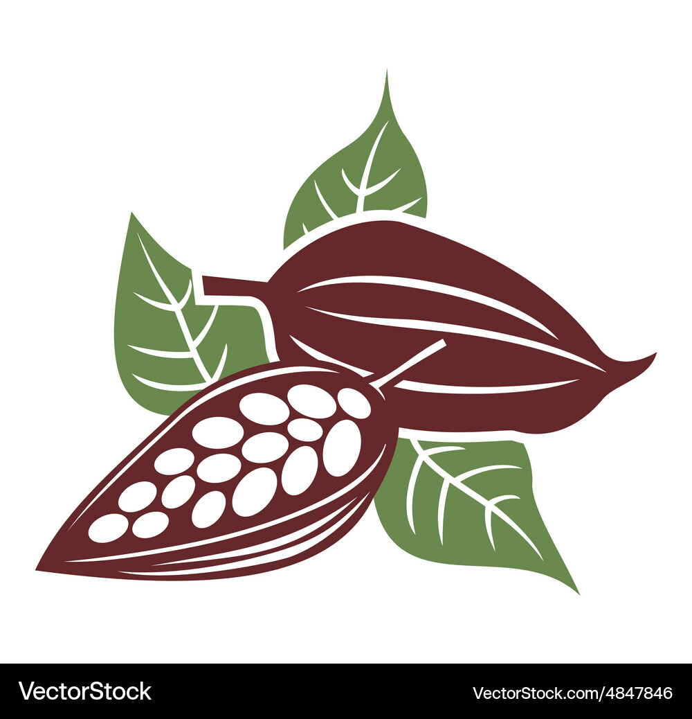 Cocoa Bean Close-Up Vector Image