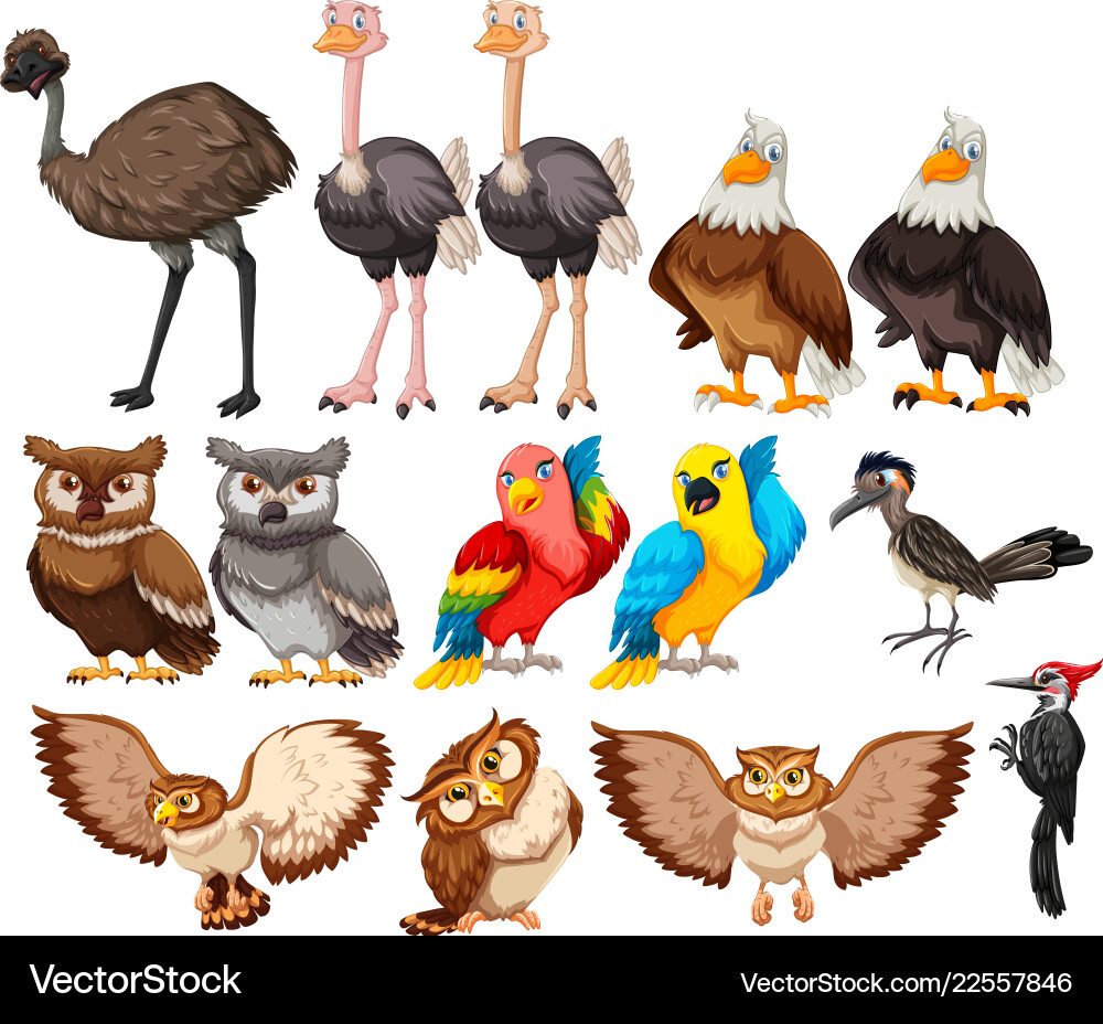 Set of bird on white background Vector Image