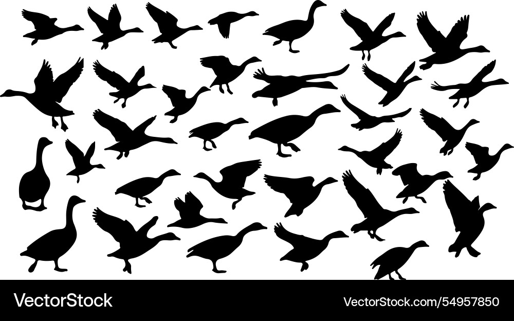 Elegant Goose Silhouettes Vector Image