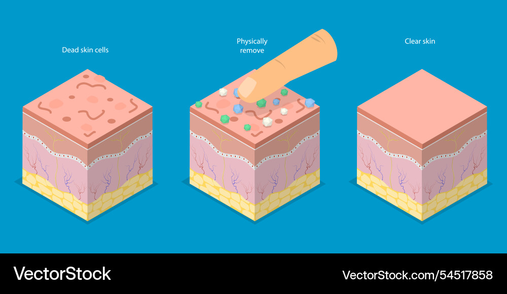 3d isometric flat of skin Royalty Free Vector Image