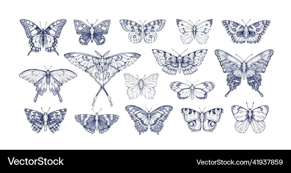 Butterflies in vintage style set outlined Butterflies in vintage style set outlined vector image