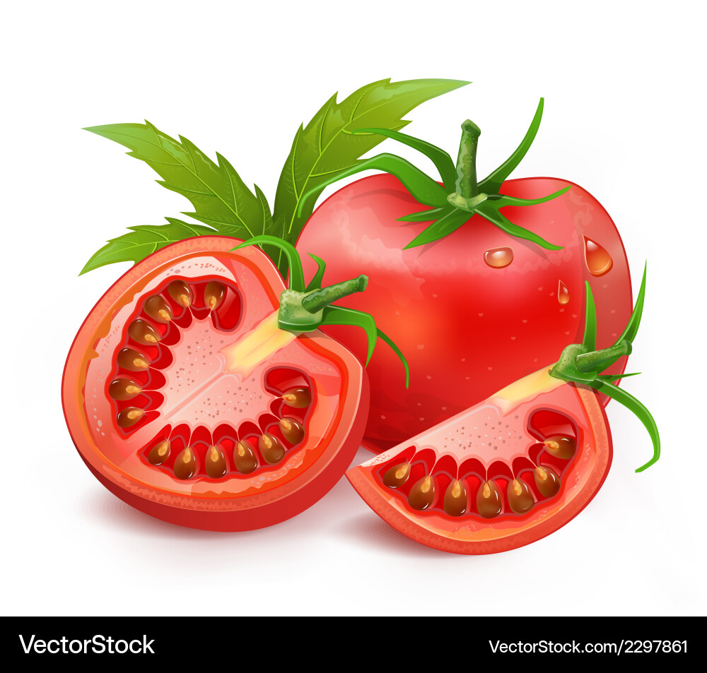 Ripe Tomatoes - Close-Up Slice Vector Image