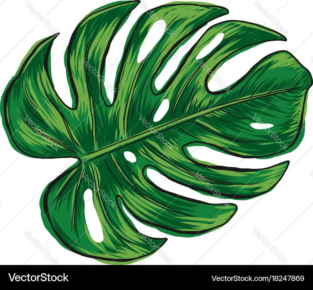 Hand drawn monstera deliciosa tropical leaf