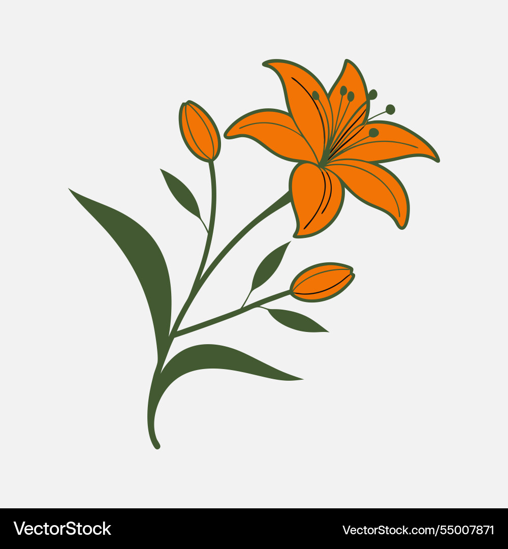 Ein stilisiert von einer orangen Lilie mit dunkelgrün Ein stilisiert von einer orangen Lilie mit dunkelgrün vektorbild