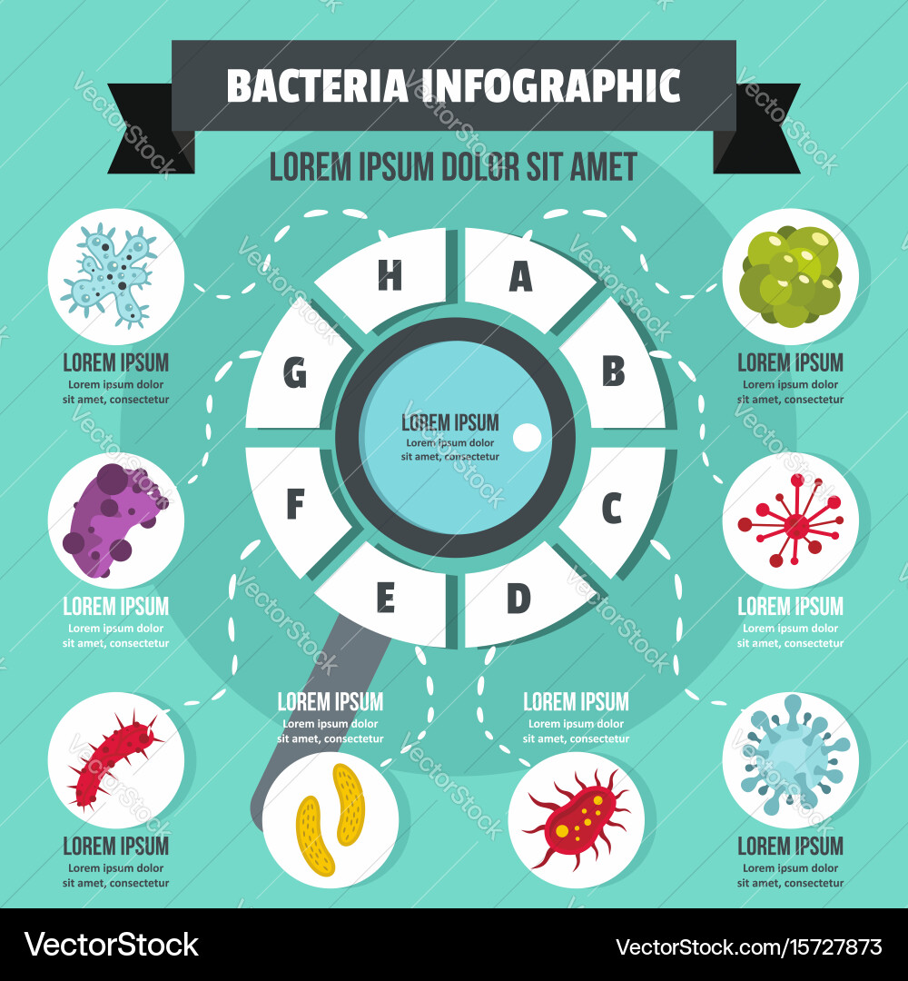 Bacteria infographic concept flat style Royalty Free Vector
