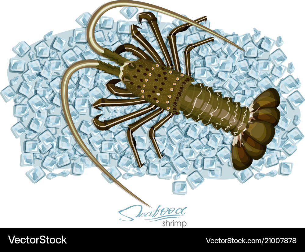 Spiny Hummer auf Eiswürfeln im Cartoon-Stil frisch Spiny Hummer auf Eiswürfeln im Cartoon-Stil frisch vektorbild