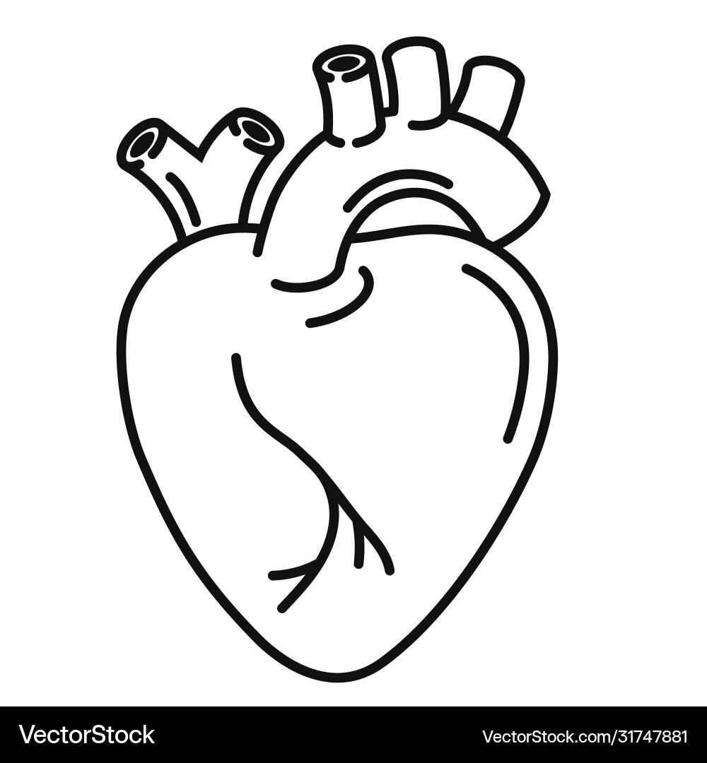 Heart Outline Icon - Anatomy Symbol vector image