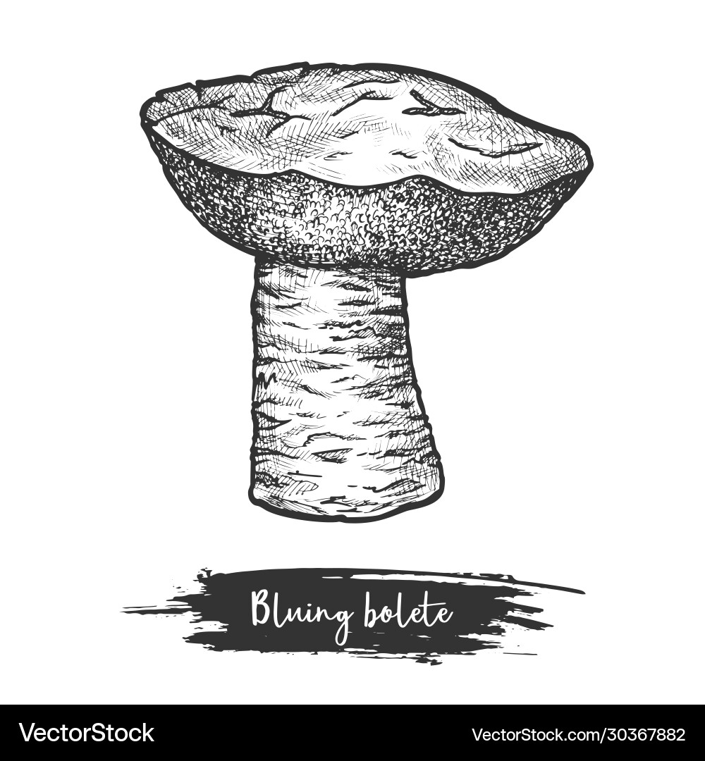 Sketch bluing boletus mushroom blue-cap shroom Sketch bluing boletus mushroom blue-cap shroom vector image