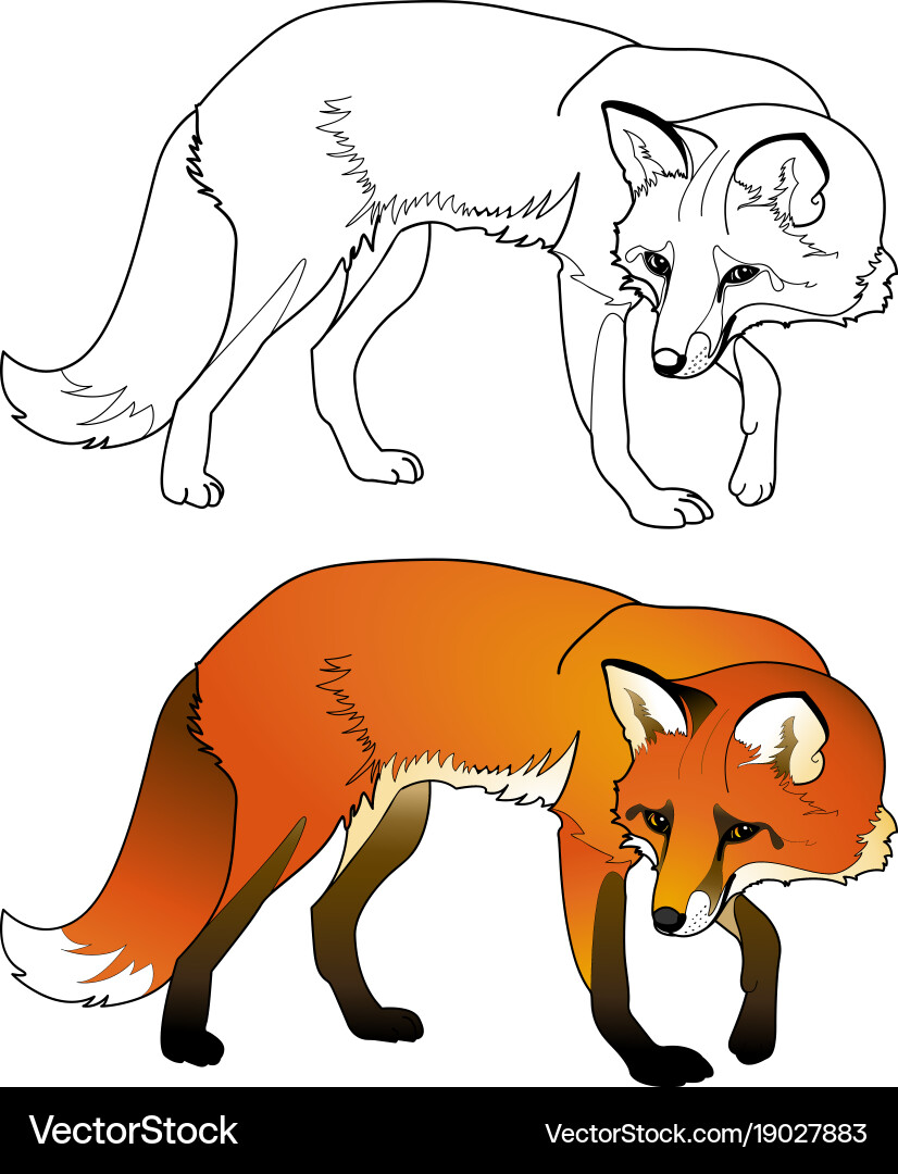 Copy Color Fox Coloring fox Royalty Free Vector Image - VectorStock