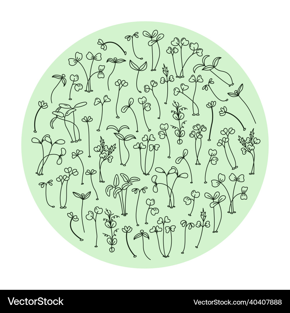 Microgreens healthy young seedlings Microgreens healthy young seedlings vector image