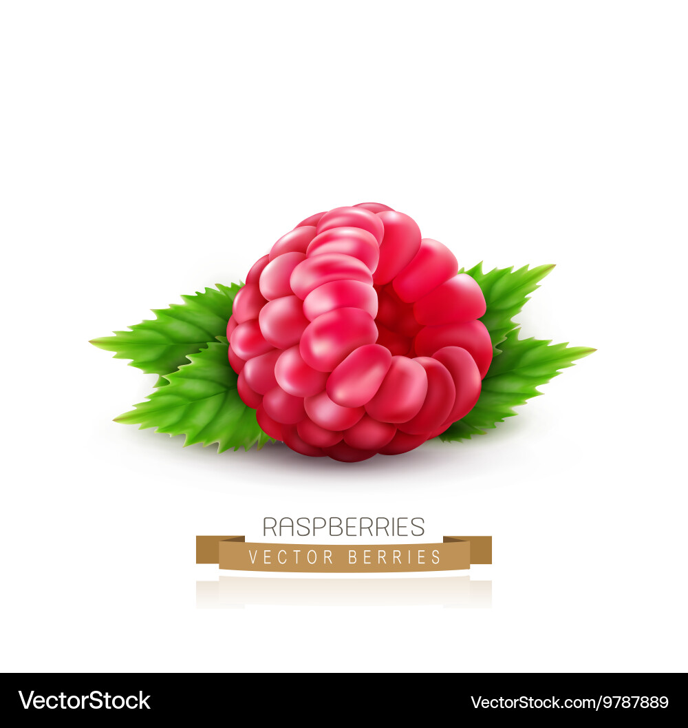 Isolated raspberry with green leaves vector image
