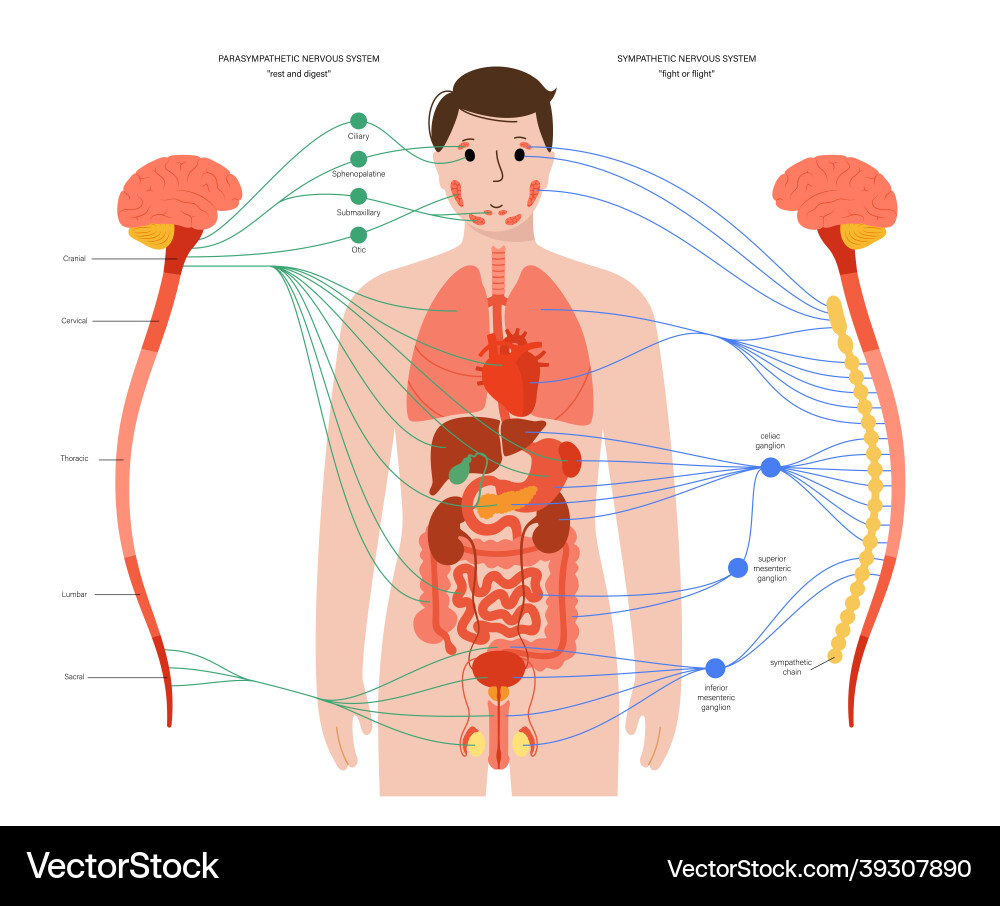 Anatomy Of Autonomic Nervous System Premium Vector | Human Autonomic