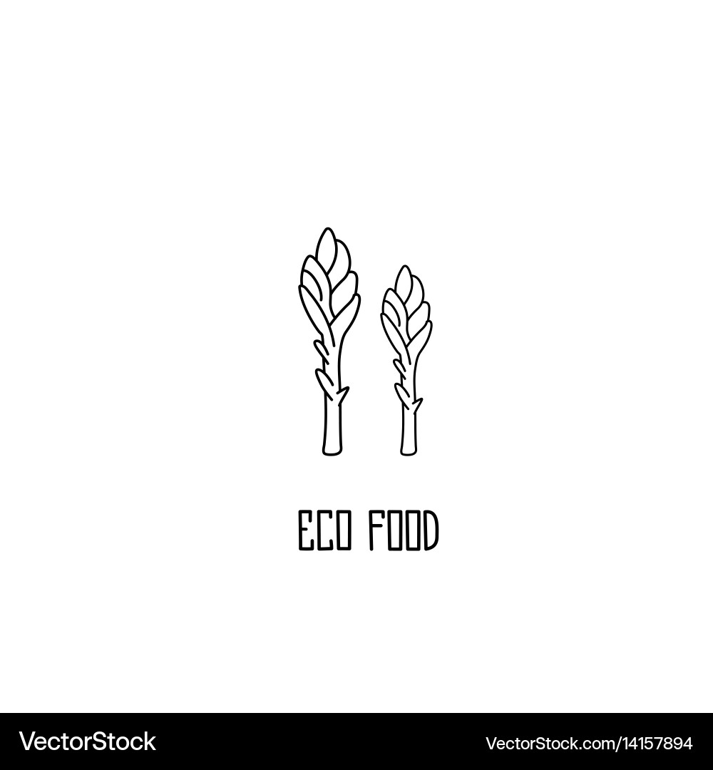 Hand-Drawn Asparagus Vegetable Vector Image