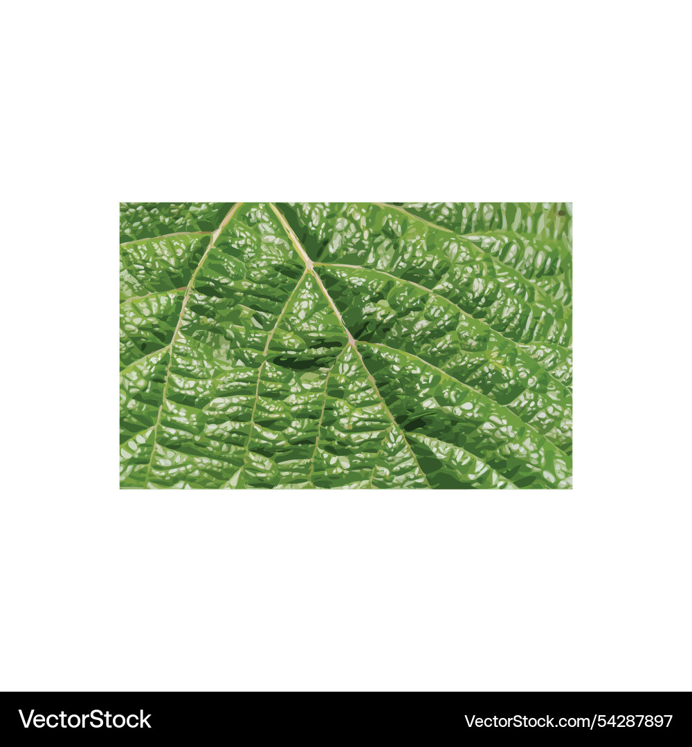Green leaf macro texture background bumpy rough Green leaf macro texture background bumpy rough vector image
