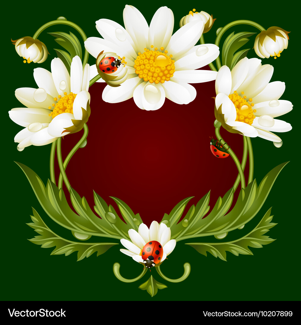 Floral Daisy Frame with Ladybug Vector Image