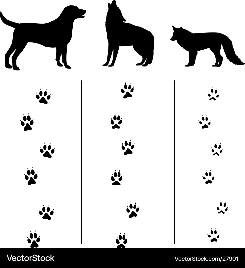 Canine tracks and silhouettes vector image