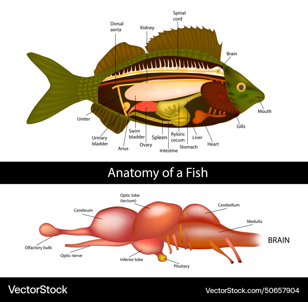Anatomie eines Fischhirns primitiv Anatomie eines Fischhirns primitiv vektorbild