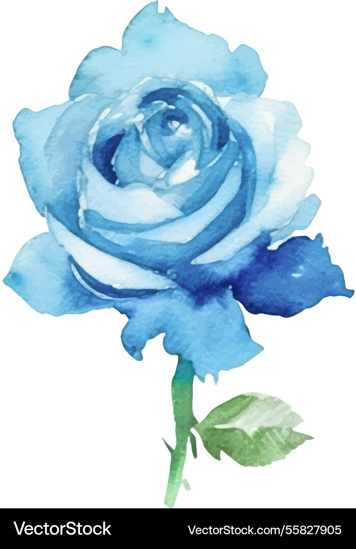 Watercolor painted rose flower hand drawn design Watercolor painted rose flower hand drawn design vector image