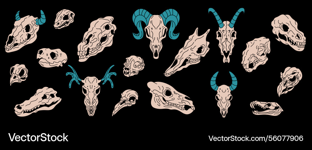 Animal skull fauna sketch mammal skeleton dog Animal skull fauna sketch mammal skeleton dog vector image