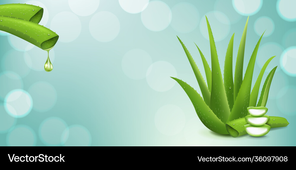 Realistic aloe vera and background with bokeh Vector Image