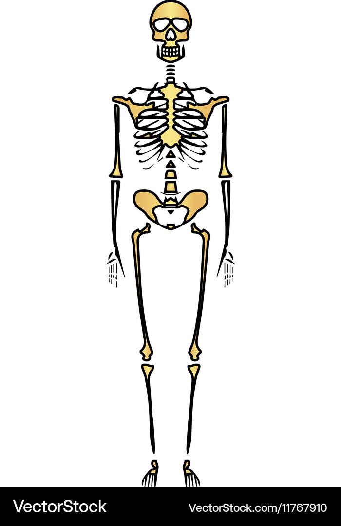 Skeleton computer symbol Vector Image