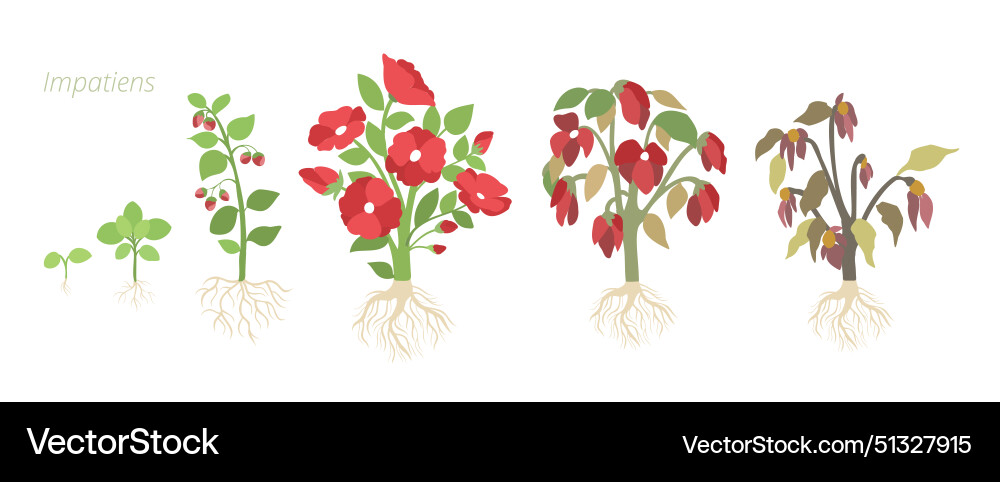 Impatiens flower growth Royalty Free Vector Image