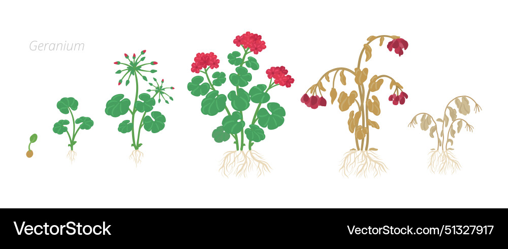 Geranium flower growth Royalty Free Vector Image