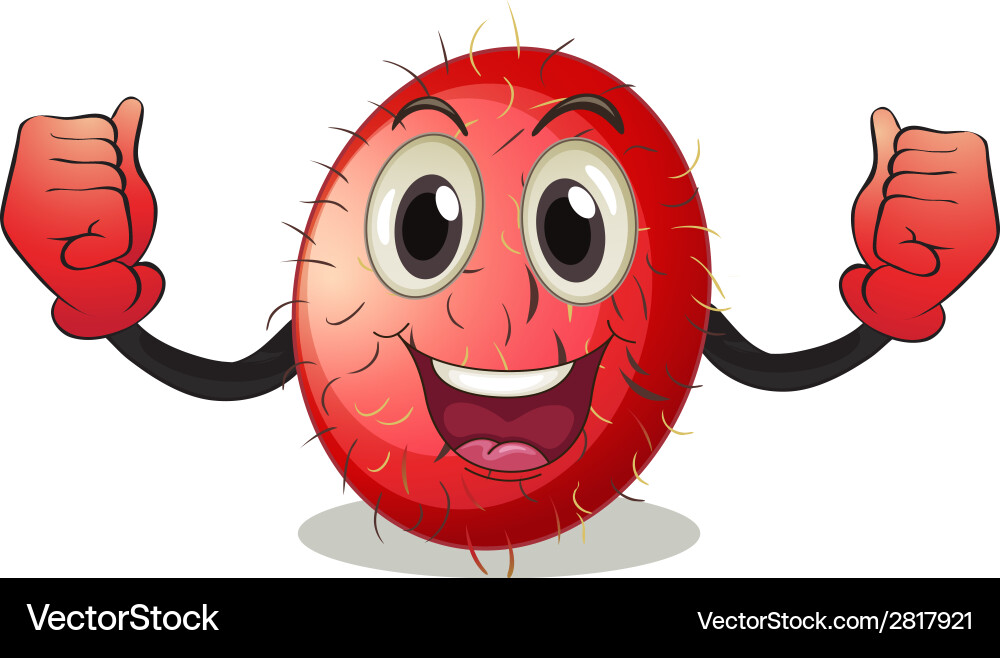 Rambutan Royalty Free Vector Image - VectorStock