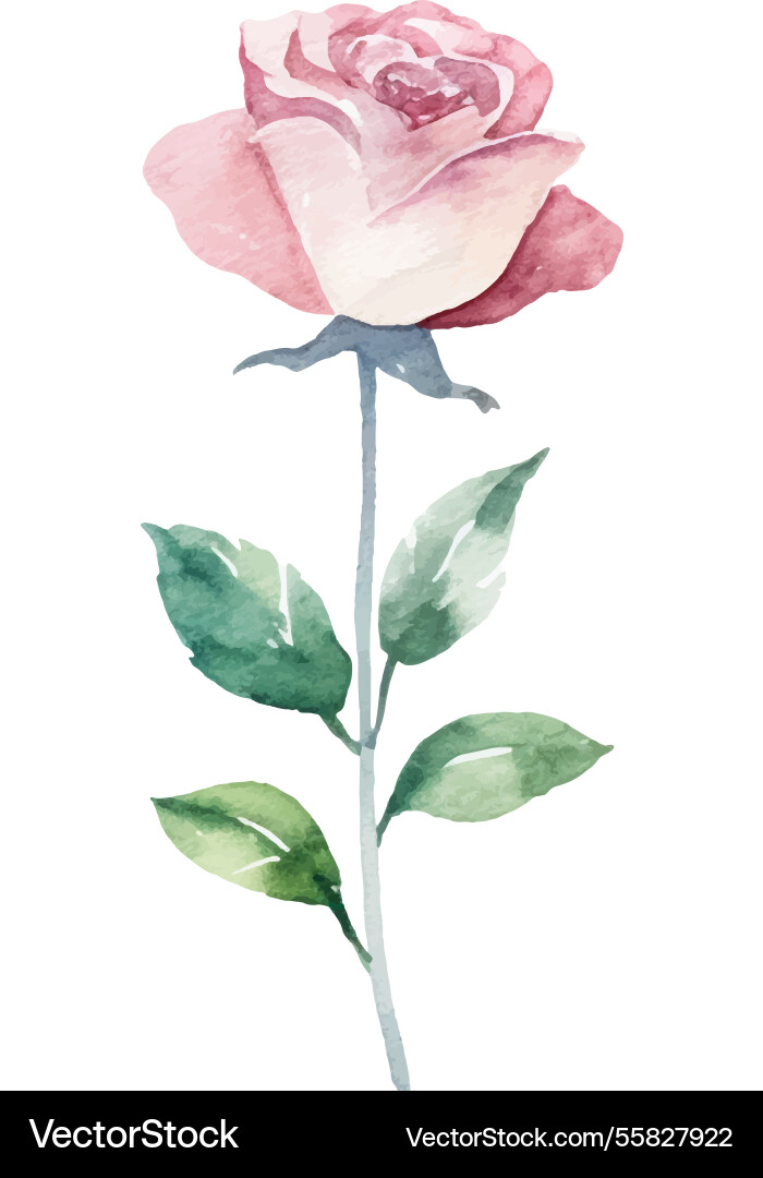 Aquarell bemalte Rose Blume Hand gezeichnetes Design Aquarell bemalte Rose Blume Hand gezeichnetes Design vektorbild