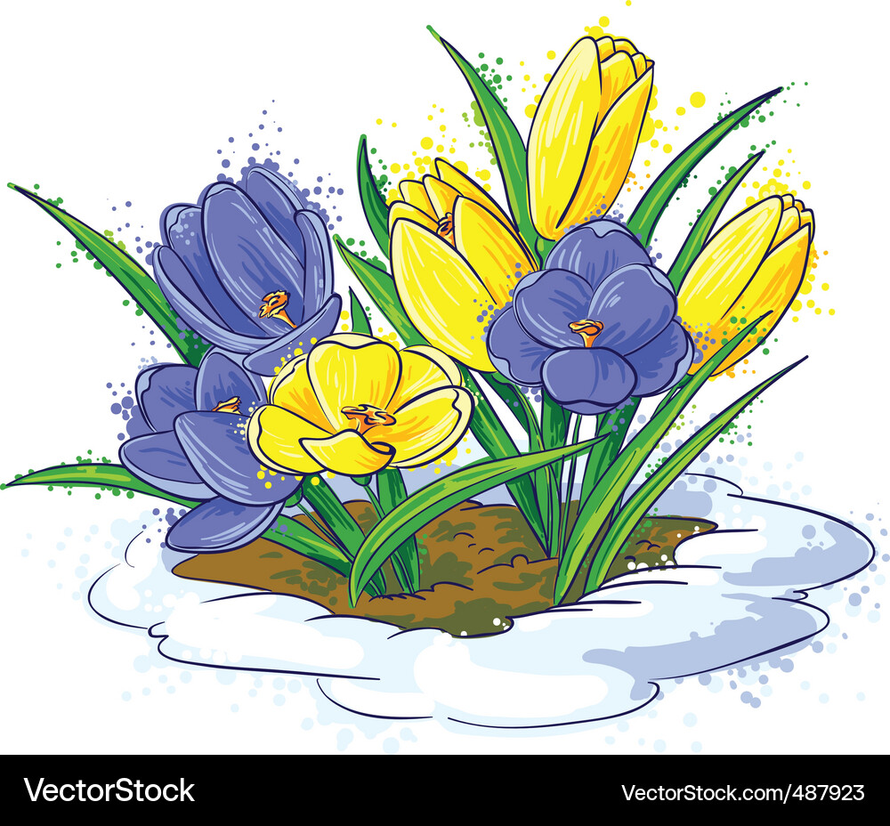 Crocus Vector Image