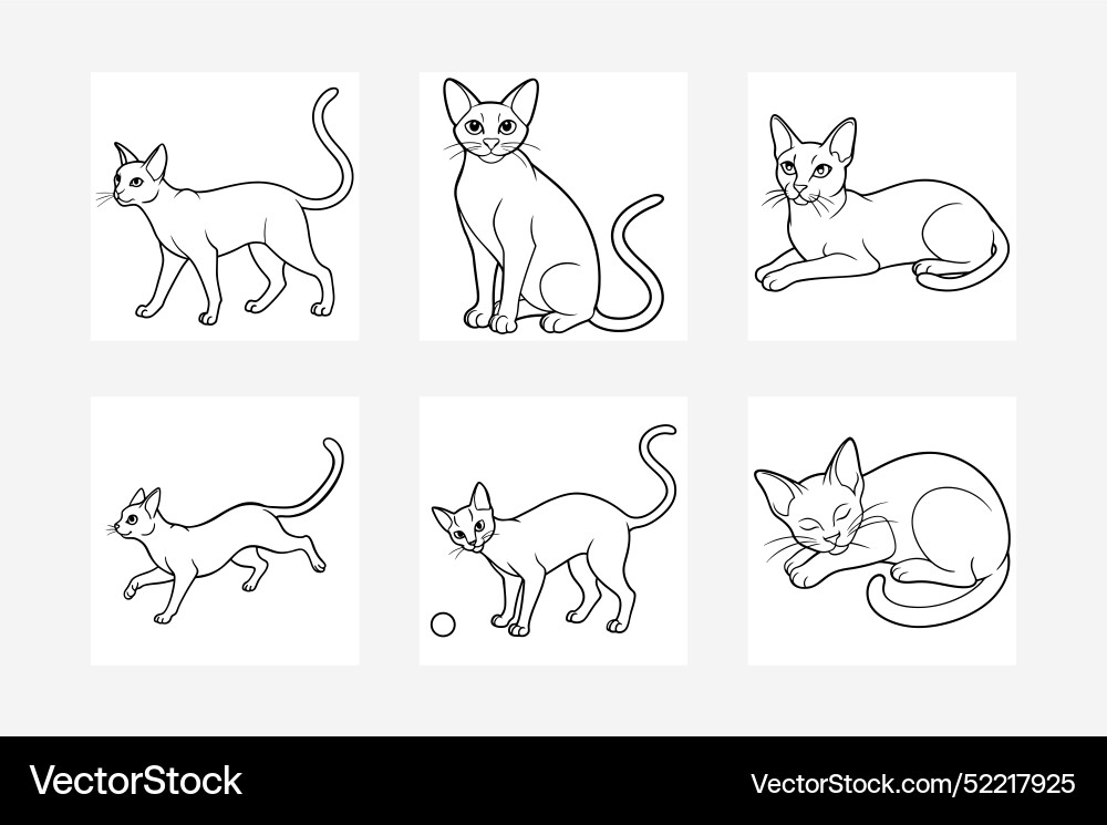 Set of abyssinian cat Vector Image