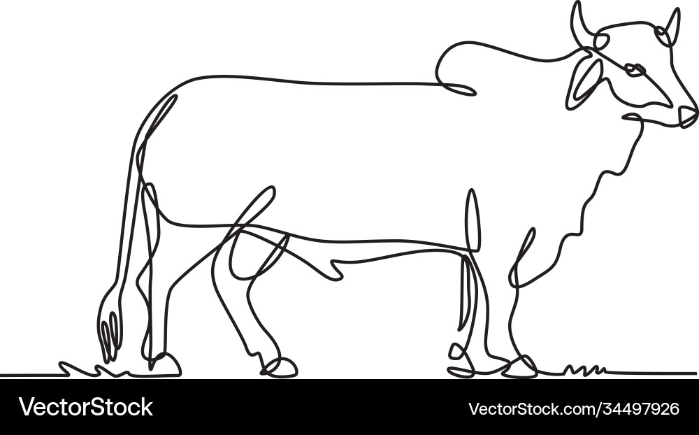 Brahman bull standing side view continuous line vector image